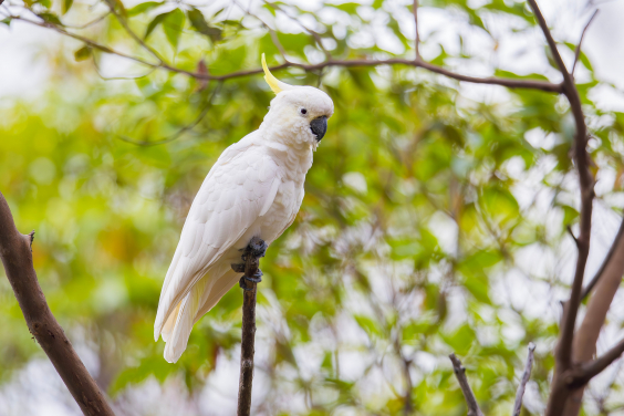 The photo shows a Sulphur-crested Cockatoo (Cacatua galerita), a species that closely resembles the critically endangered Yellow-crested Cockatoo (Cacatua sulphurea). Despite their similar appearance, accurate classification is crucial for conservation efforts, as the Yellow-crested Cockatoo is critically endangered and requires targeted protection. Photo credit: Matthew Kwan